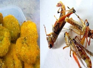 Mau Cicip Nugget Belalang yang Gurih Kaya Protein ?