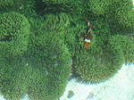 Beningnya Perairan Raja Ampat, Mana Tahan!