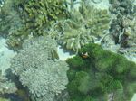 Beningnya Perairan Raja Ampat, Mana Tahan!