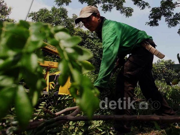 Memangkas Cabang, Mencegah Pohon Tumbang