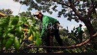 Sejumlah petugas dari Dinas Pertamanan DKI Jakarta, tengah memangkas dan merapikan batang pohon di kawasan Senayan.