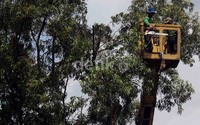 Ranting-ranting dan cabang-cabang pohon yang membahayakan dipotong, untuk mengantisipasi tumbang di saat musim hujan.