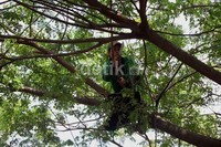Di kawasan Senayan, terdapat puluhan pohon besar yang rawan tumbang.
