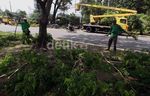 Memangkas Cabang, Mencegah Pohon Tumbang