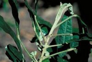 Sanrego, Obat Kuat Alami untuk Pria dari Tanah Angin Mamiri