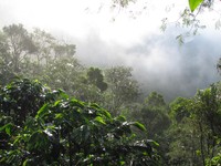 Perkebunan Kopi Gayo Diatas Gunung Perkebunan Kopi Gayo Diatas Gunung
