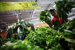 Permintaan Buah dan Sayur Lokal Meningkat