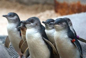 Ulah Para Turis: Mencuri Pasir Pantai Hingga Penguin