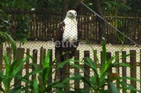 Burung-burung di sini merupakan hasil penyitaan yang dilakukan negara dan Jakarta Anima Aid Network (JAAN).