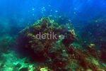 Mengintip Keindahan Bawah Laut Pulau Harapan