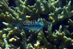 Mengintip Keindahan Bawah Laut Pulau Harapan