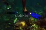 Mengintip Keindahan Bawah Laut Pulau Harapan