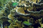 Mengintip Keindahan Bawah Laut Pulau Harapan