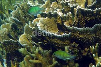 Jenis-jenis karang yang dapat ditemukan termasuk jenis karang keras (hard coral), seperti karang batu (massive coral), karang meja (table coral), karang kipas (gorgonion), karang daun (leaf coral), karang jamur (mushroom coral), dan karang lunak (soft coral). 
