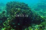 Mengintip Keindahan Bawah Laut Pulau Harapan