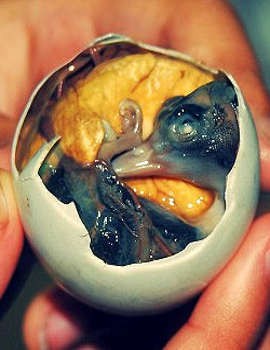 Berani Mencicipi Tarantula dan Embrio Bebek?