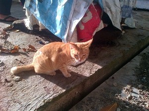 Tekan Populasi, Kucing di Pulau Pramuka Dibikin Mandul