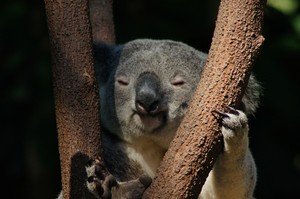 Wajib Coba di Australia! Beri Makan Kanguru dan Gendong Koala