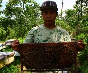 Mereguk Manisnya Budidaya Lebah Madu