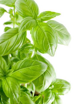 Libido Terpicu Lebih Kuat Berkat Madu dan Kemangi