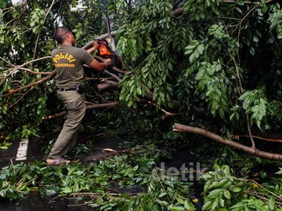 Pohon Tumbang Halangi Jalur TransJ