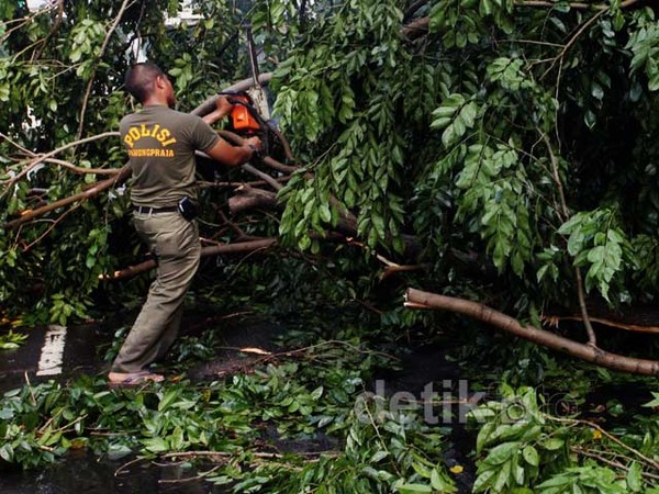 Pohon Tumbang Halangi Jalur TransJ
