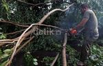 Pohon Tumbang Halangi Jalur TransJ