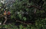Pohon Tumbang Halangi Jalur TransJ