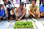 Bosowa Rambah Bisnis Sayuran Organik