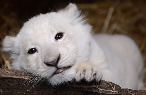 Anak Singa Putih di Kebun Binatang Inggris, Konon Bawa Hoki!