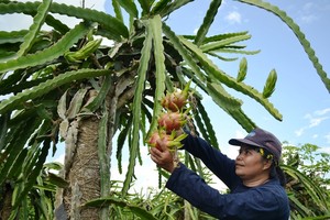 Akhir Pekan Seru di Gowa, Jalan-jalan ke Kebun Buah Naga
