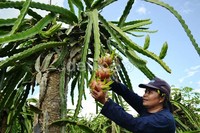 Pengunjung wisata kebun Buah Naga dapat memesan langsung Buah Naga dari petaninya.