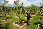 Jalan-jalan di Kebun Buah Naga
