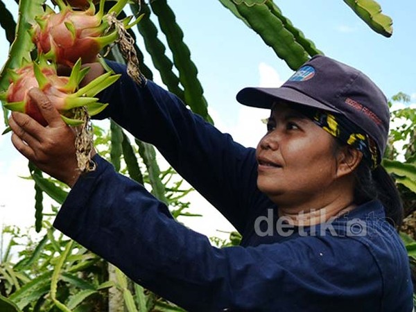 Jalan-jalan di Kebun Buah Naga