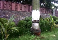 Salah satu pohon palem terkoyak di bagian pangkalnya. Koyakan kulit dan batang pohon itu diduga akibat benturan motor yang ditunggangi Uje.