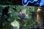 Milkuat Freshy Diluncurkan di Akuarium Sea World