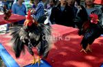 Ayam-ayam Peragawan Adu Tampan