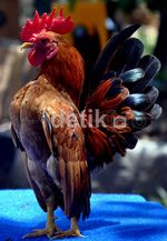Ayam-ayam Peragawan Adu Tampan