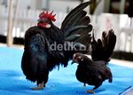 Ayam-ayam Peragawan Adu Tampan