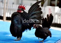 Sepasang Ayam Serama  mampu terjual hingga puluhan juta rupiah, tergantung kualitasnya yang diukur dari proporsi tubuh dan modelnya, serta beberapa piala penghargaan yang pernah dimenangkannya.