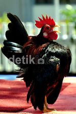 Ayam-ayam Peragawan Adu Tampan