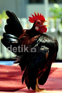 Ayam hias terkecil di dunia ini memiliki bobot di bawah 350 gram untuk kualitas grade 'A'. Sementara untuk kualitas grade 'B' untuk berat di bawah 500 gram, tingginya nyaris sama dengan botol minuman ukuran 350ml.