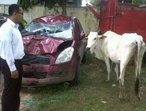 Komplotan Pencuri Sapi Antar Provinsi Dibekuk, Satu Pelaku Kabur