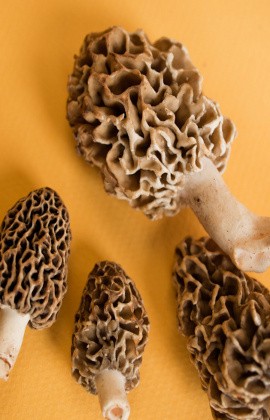 Mulai Tidak Enak Badan? Mulailah Konsumsi Jamur Kaya Nutrisi Ini