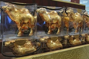 Oleh-oleh Unik dari Qatar: Coklat Susu Unta!