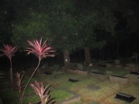 Pohon kembar ini menjadi tempat pertama bagi wisatawan yang baru mencoba uji nyali di sini. Sesuai namanya, ada dua pohon yang letaknya berdekatan dan bentuknya mirip (Afif/detikTravel)