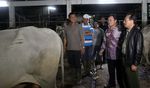 Harga Daging Sapi di Daerah Mulai Turun