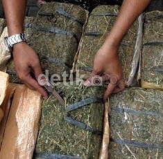 Pesta Ganja di Pulau Seribu, 15 Wisatawan Ditangkap Polisi