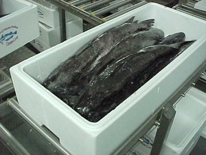 Hak Paten Kemasan Kotak Ikan Segar di Pesawat Dibatalkan