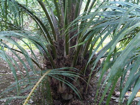 Sertifikasi Sawit Ala Indonesia Mulai Diakui 